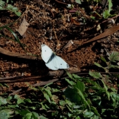 Pieris rapae (Cabbage White) at Hughes, ACT - 9 May 2020 by TomT