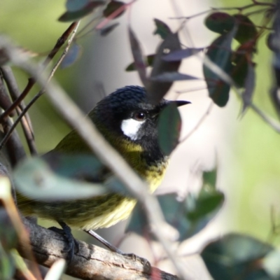 Nesoptilotis leucotis (White-eared Honeyeater) at Red Hill Nature Reserve - 8 May 2020 by TomT