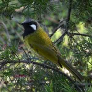 Nesoptilotis leucotis at Red Hill, ACT - 9 May 2020