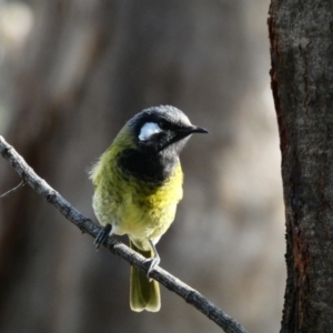 Nesoptilotis leucotis at Red Hill, ACT - 9 May 2020