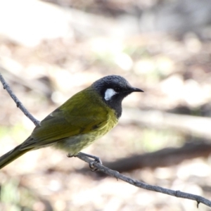 Nesoptilotis leucotis at Red Hill, ACT - 9 May 2020