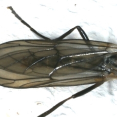 Boreoides subulatus at Ainslie, ACT - 10 May 2020