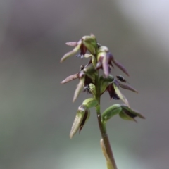 Corunastylis clivicola (Rufous midge orchid) at Rob Roy Range - 5 Apr 2020 by PeterR