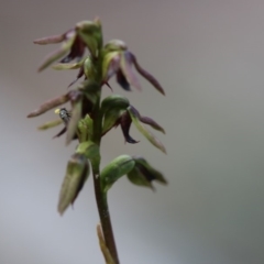 Corunastylis clivicola at Conder, ACT - 5 Apr 2020