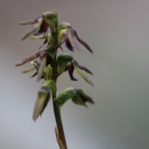 Corunastylis clivicola at Conder, ACT - 5 Apr 2020