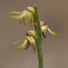 Corunastylis cornuta (Horned Midge Orchid) at Tuggeranong DC, ACT - 5 Apr 2020 by PeterR