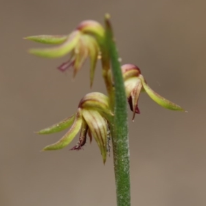 Corunastylis cornuta at Tuggeranong DC, ACT - suppressed