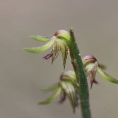 Corunastylis cornuta at Tuggeranong DC, ACT - suppressed