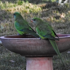 Polytelis swainsonii (Superb Parrot) at Wanniassa, ACT - 13 May 2020 by JohnBundock