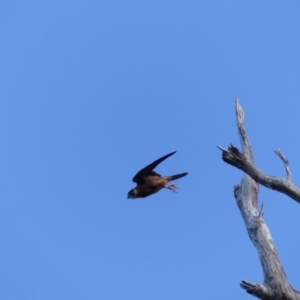 Falco longipennis at Black Range, NSW - 13 May 2020