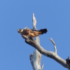 Falco longipennis at Black Range, NSW - 13 May 2020