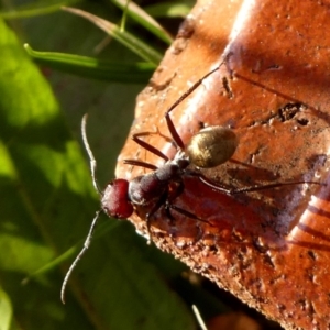 Camponotus suffusus at Jerrabomberra, NSW - 13 May 2020