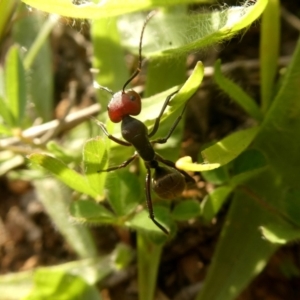 Camponotus suffusus at Jerrabomberra, NSW - 13 May 2020