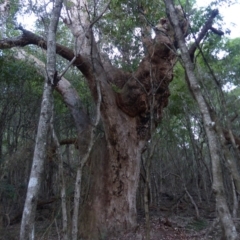 Angophora floribunda (Apple, Rough-barked Apple) at Black Range, NSW - 13 May 2020 by MatthewHiggins