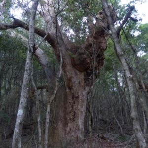 Angophora floribunda at Black Range, NSW - 13 May 2020 04:19 PM