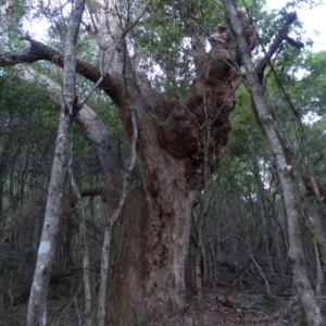 Angophora floribunda at Black Range, NSW - 13 May 2020 04:19 PM