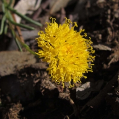 Rutidosis leptorhynchoides (Button Wrinklewort) at Blue Gum Point to Attunga Bay - 13 May 2020 by pinnaCLE