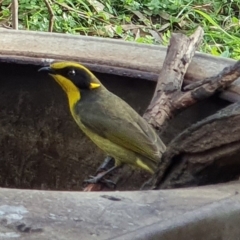 Lichenostomus melanops (Yellow-tufted Honeyeater) at Wyndham, NSW - 12 May 2020 by JoyGeorgeson