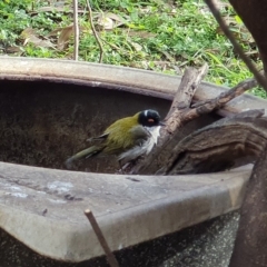 Melithreptus lunatus (White-naped Honeyeater) at Wyndham, NSW - 12 May 2020 by JoyGeorgeson