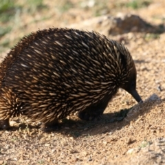 Tachyglossus aculeatus (Short-beaked Echidna) at Hackett, ACT - 12 May 2020 by jb2602