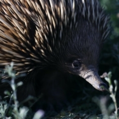 Tachyglossus aculeatus at Hackett, ACT - 12 May 2020 04:03 PM