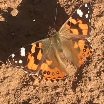 Vanessa kershawi (Australian Painted Lady) at Griffith Woodland - 13 May 2020 by AlexKirk