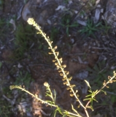 Lepidium africanum (Common Peppercress) at Griffith, ACT - 13 May 2020 by AlexKirk