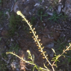 Lepidium africanum at Griffith, ACT - 13 May 2020