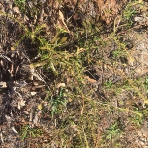 Lepidium africanum at Griffith, ACT - 13 May 2020