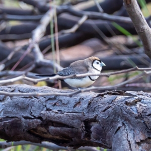 Stizoptera bichenovii at Stromlo, ACT - 13 May 2020