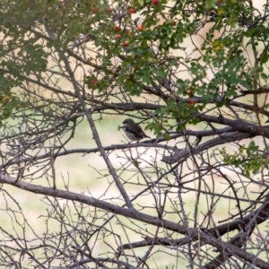 Stagonopleura guttata at Stromlo, ACT - 13 Apr 2019