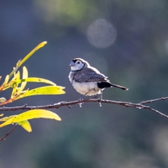 Stizoptera bichenovii (Double-barred Finch) at Cooleman Ridge - 7 Apr 2019 by JohnHurrell