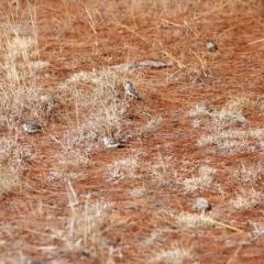 Stizoptera bichenovii (Double-barred Finch) at Duffy, ACT - 6 Aug 2019 by JohnHurrell