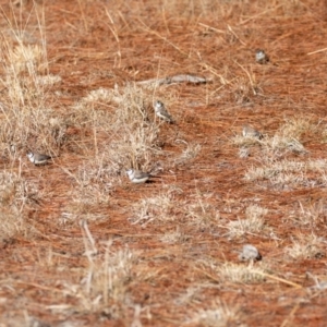 Stizoptera bichenovii at Duffy, ACT - 6 Aug 2019