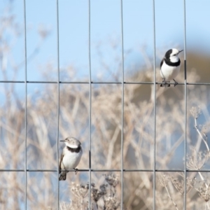 Epthianura albifrons at Weston Creek, ACT - 20 Jul 2019 03:21 PM