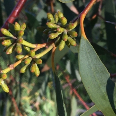 Eucalyptus pauciflora (A Snow Gum) at Wollogorang, NSW - 12 May 2020 by JaneR