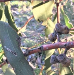 Eucalyptus pauciflora at Wollogorang, NSW - 12 May 2020 03:43 PM