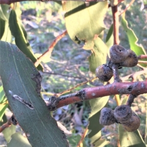 Eucalyptus pauciflora at Wollogorang, NSW - 12 May 2020