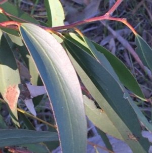 Eucalyptus pauciflora at Wollogorang, NSW - 12 May 2020 03:43 PM