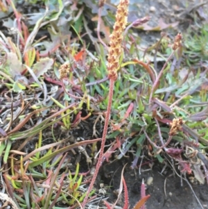 Plantago coronopus subsp. commutata at Wollogorang, NSW - 12 May 2020 03:22 PM