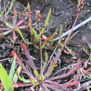 Plantago coronopus subsp. commutata at Wollogorang, NSW - 12 May 2020