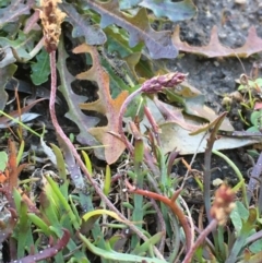 Plantago coronopus subsp. commutata at Wollogorang, NSW - 12 May 2020