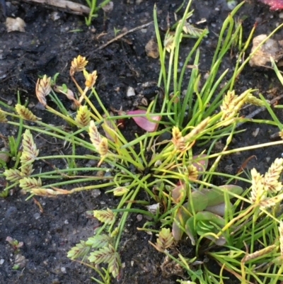 Isolepis levynsiana (Tiny Flat-sedge) at Wollogorang, NSW - 12 May 2020 by JaneR