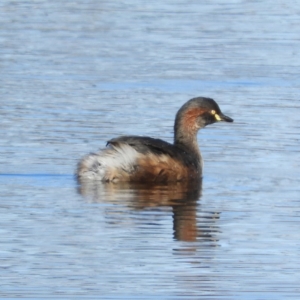 Tachybaptus novaehollandiae at Greenway, ACT - 11 May 2020