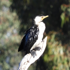 Microcarbo melanoleucos (Little Pied Cormorant) at Greenway, ACT - 11 May 2020 by MatthewFrawley