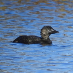 Biziura lobata (Musk Duck) at Greenway, ACT - 11 May 2020 by MatthewFrawley