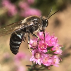 Bembix sp. (genus) at Hackett, ACT - 19 Nov 2018 02:27 PM