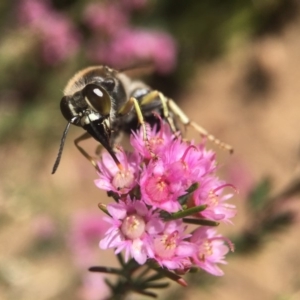 Bembix sp. (genus) at Hackett, ACT - 19 Nov 2018 02:27 PM