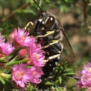 Bembix sp. (genus) at Hackett, ACT - 19 Nov 2018 02:27 PM