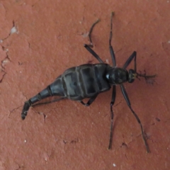 Boreoides subulatus (Wingless Soldier Fly) at Narrabundah, ACT - 3 May 2020 by RobParnell